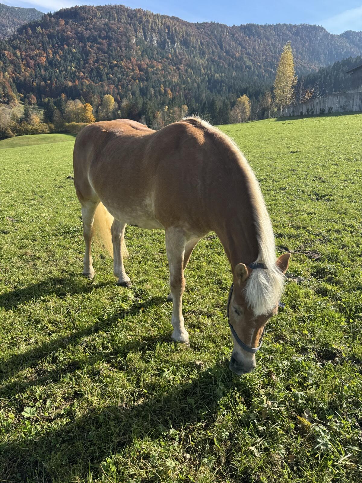 Haflinger Stute 2