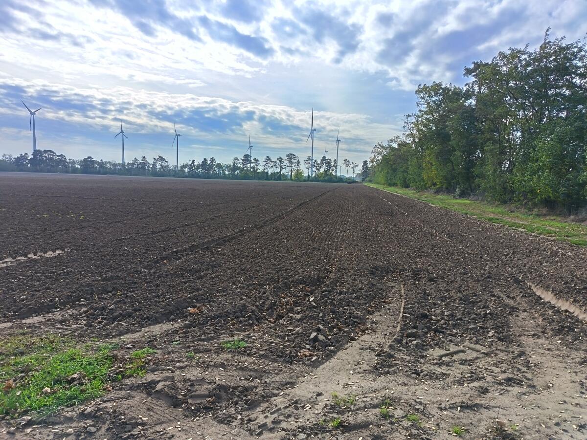 8 ha Acker (Nr. 506) zwischen Obersiebenbrunn und Gänserndorf 1