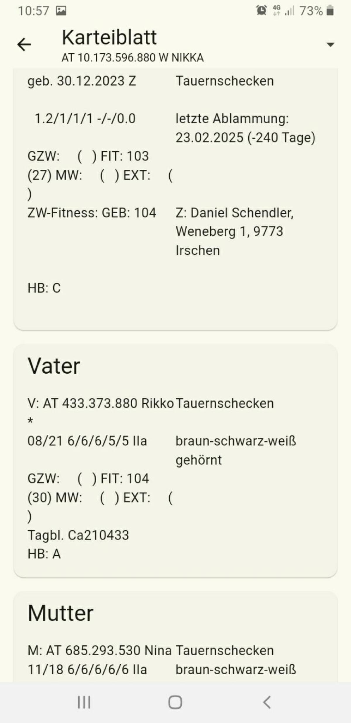 Tauernschecken Ziegen 3