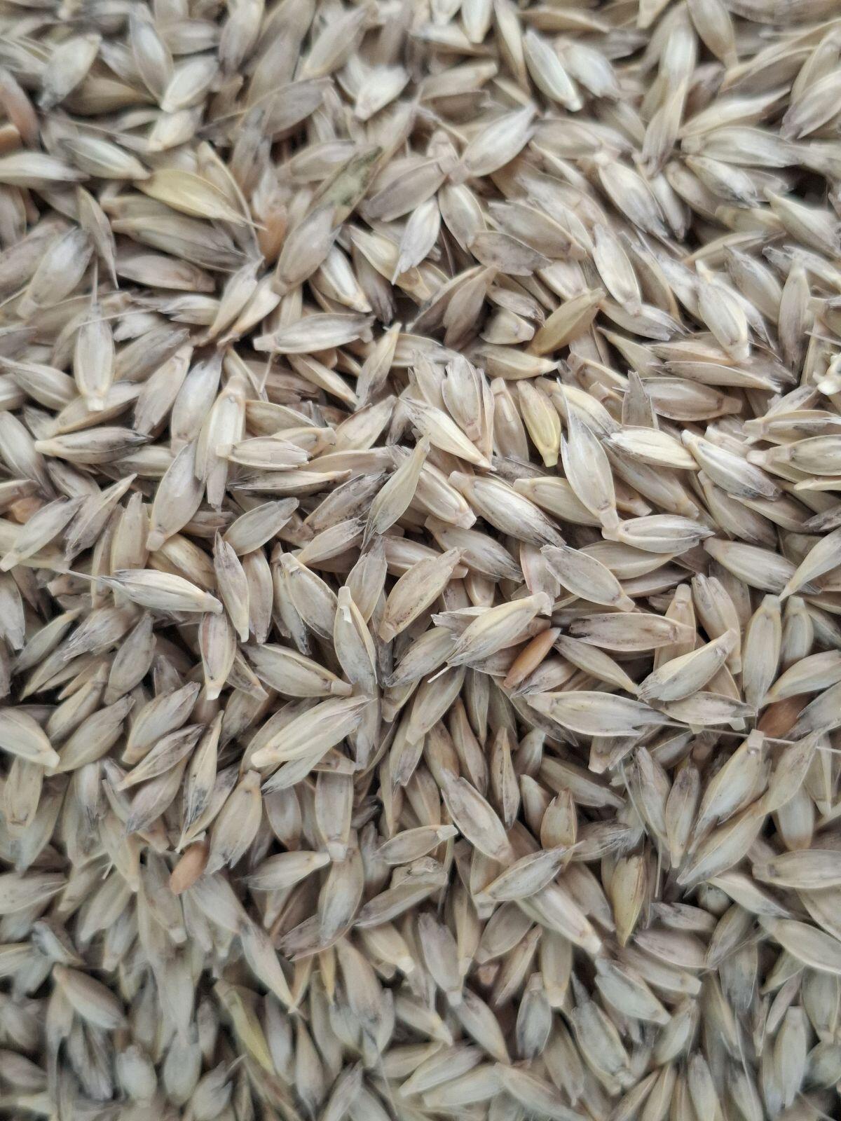 Einkorn zu verkaufen, ca. 6,8 t 2