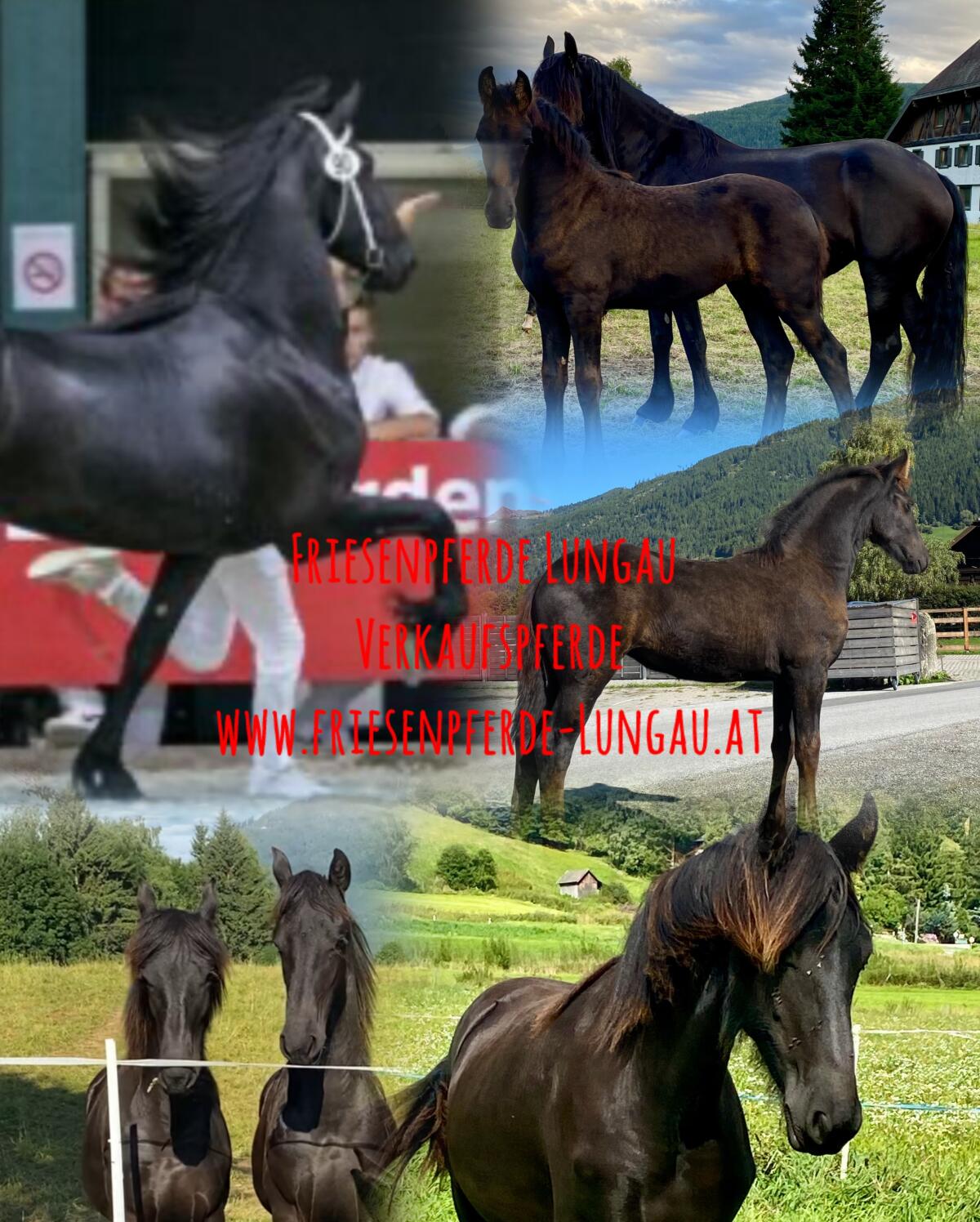 Friesenpferde 1