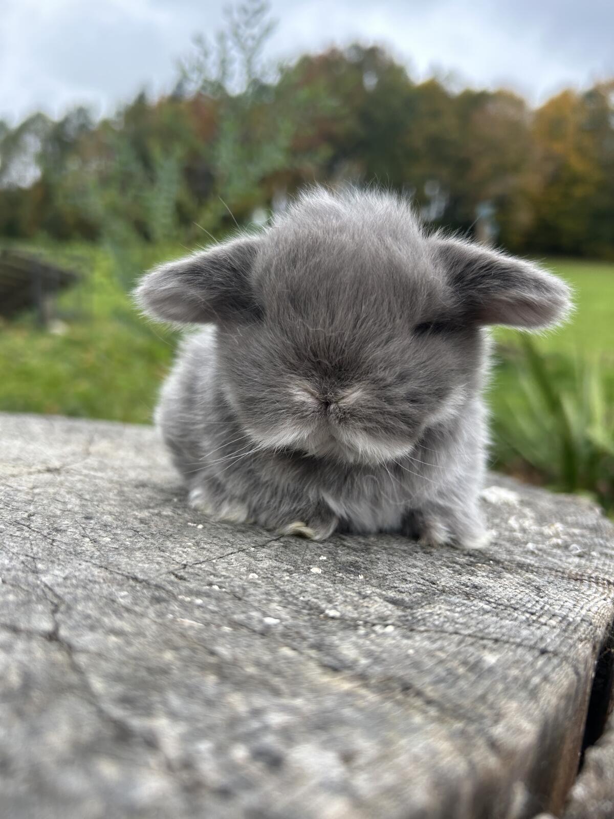 Mini Lop Miniwidder Minilop Zwergwidder Kaninchenbabys 3