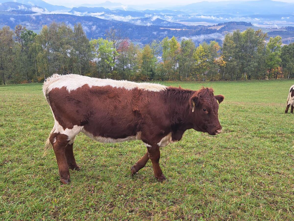Bio Pinzgauer Jungkalbinnen und Kühe 1