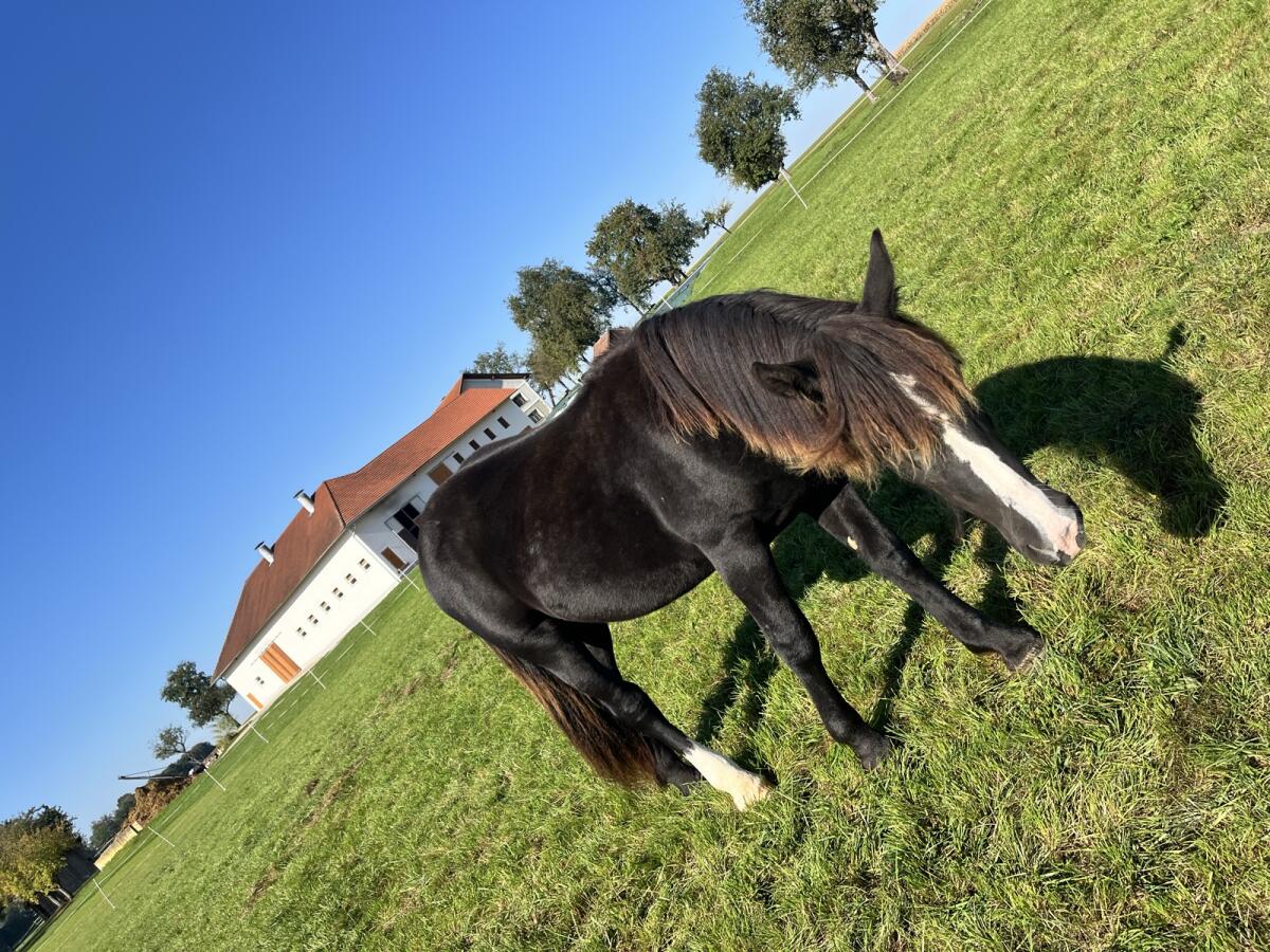 Noriker Jährling 3