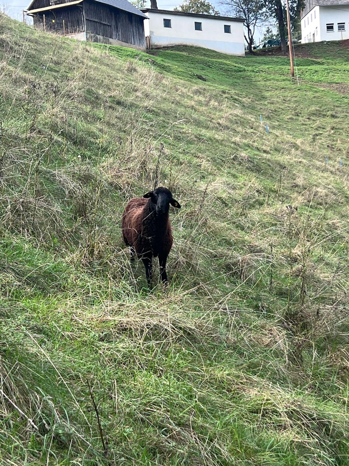 Jura Bock 2