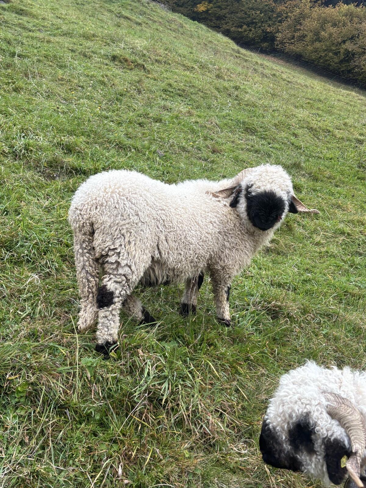 Walliser Schwarznasen 1