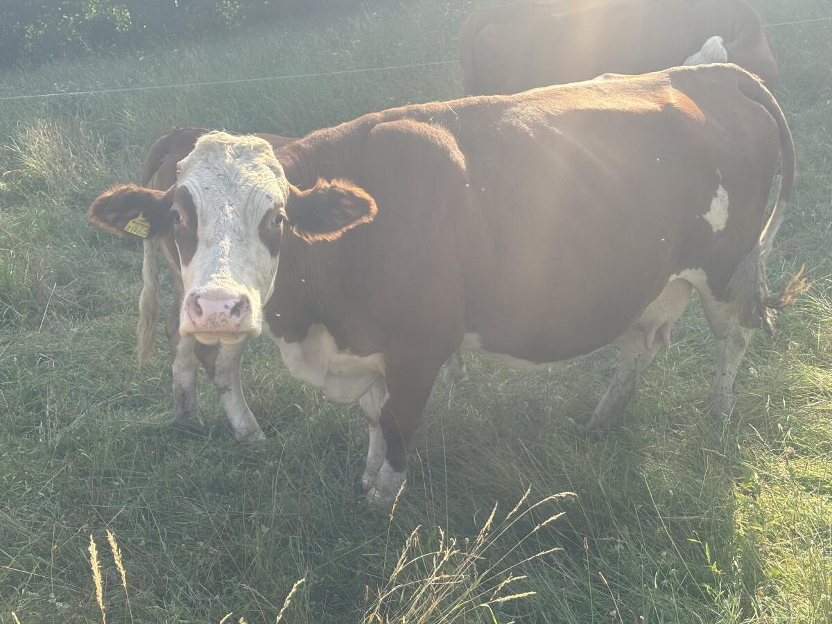 Bio Mutterkuh mit Kalb 2