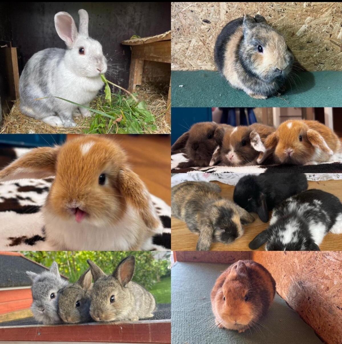 Zwergkaninchen 2