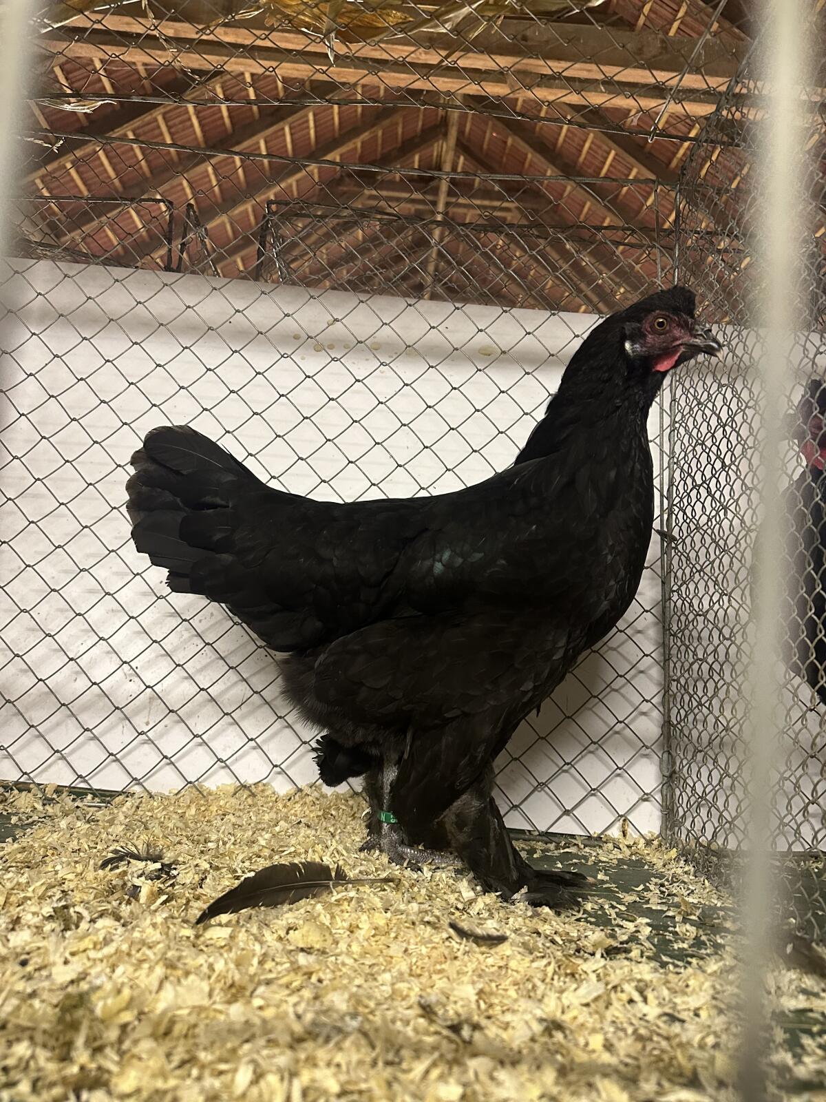 Breda Huhn schwarz und gesperbert 2