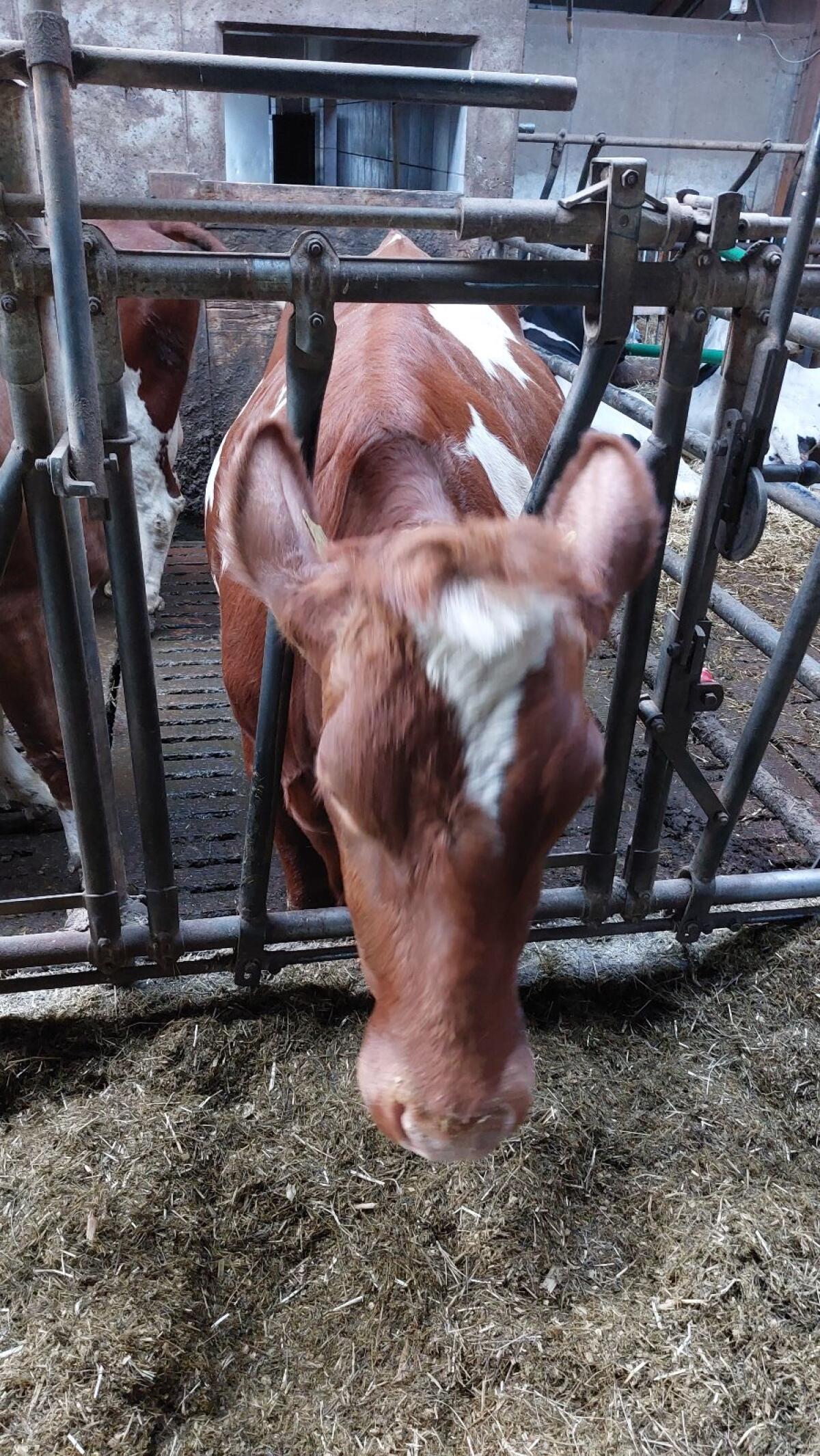 Fleckviehkühe - Erstling zu verkaufen 1