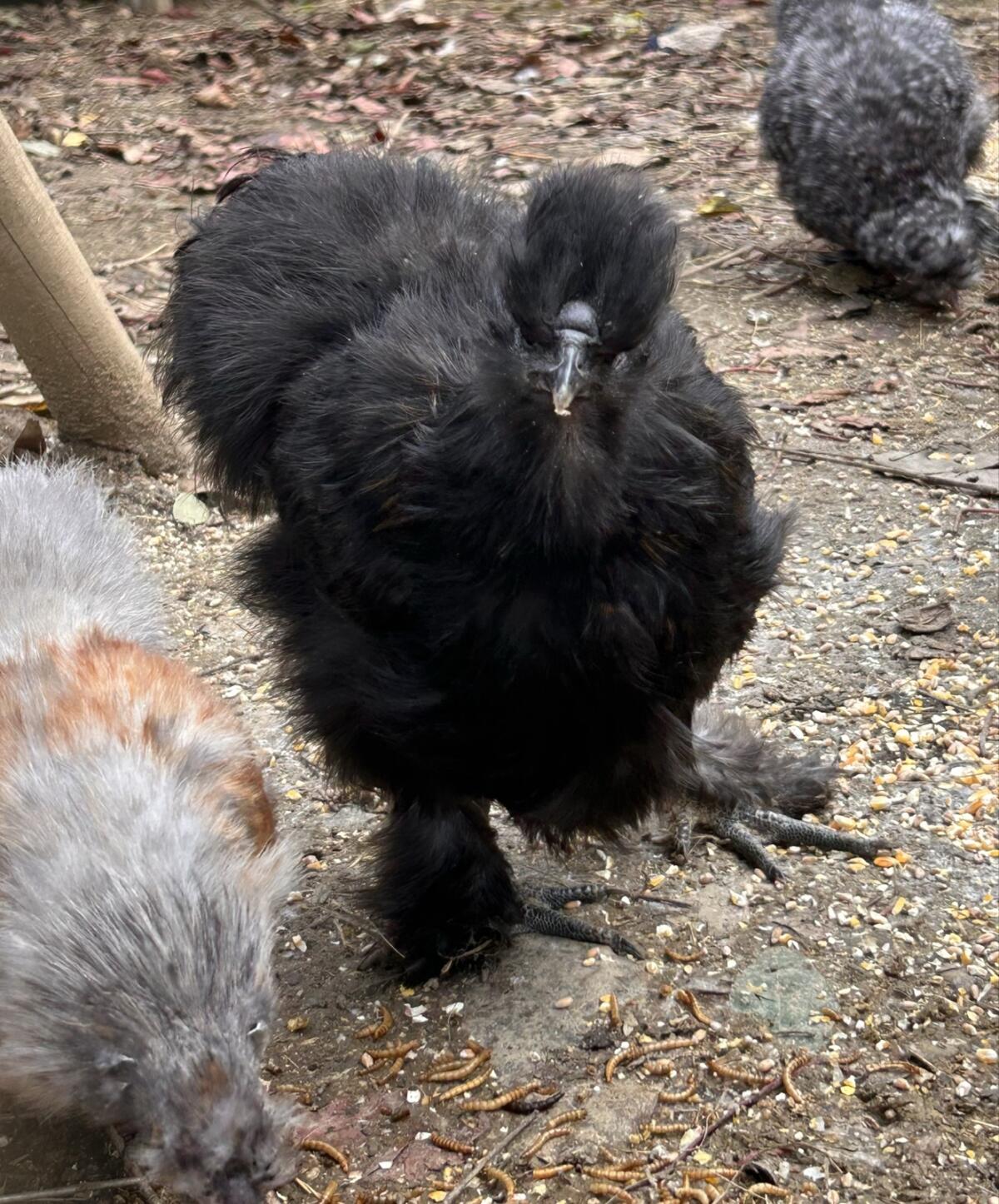 Schwarzer Seidenhahn 2