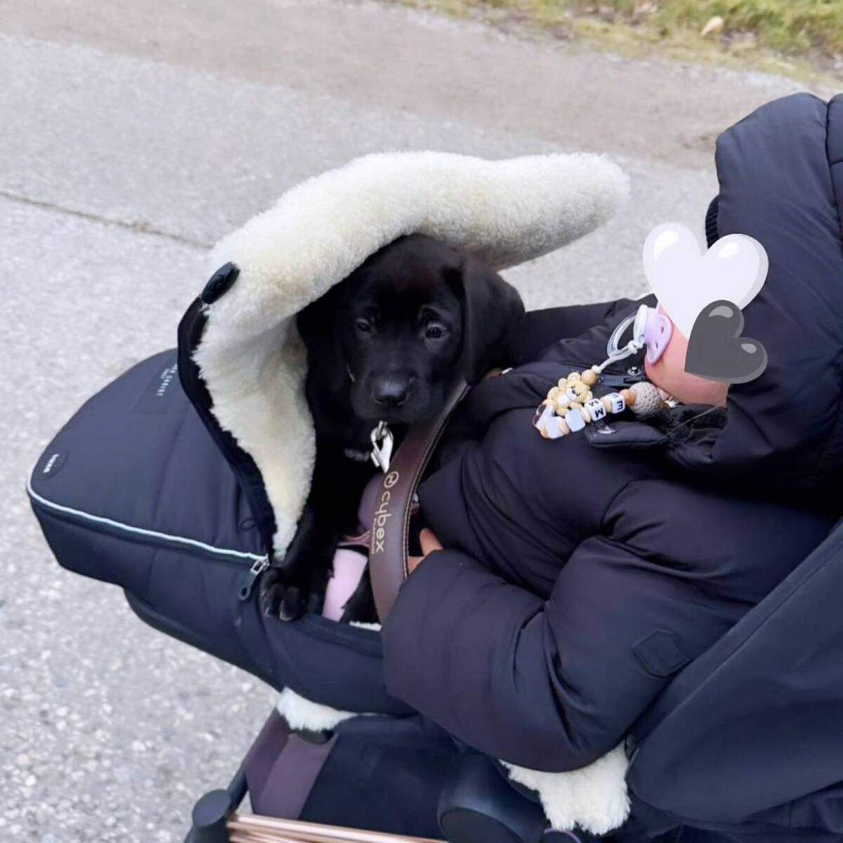 Broholmer Welpen - Dänischer Königshund 2