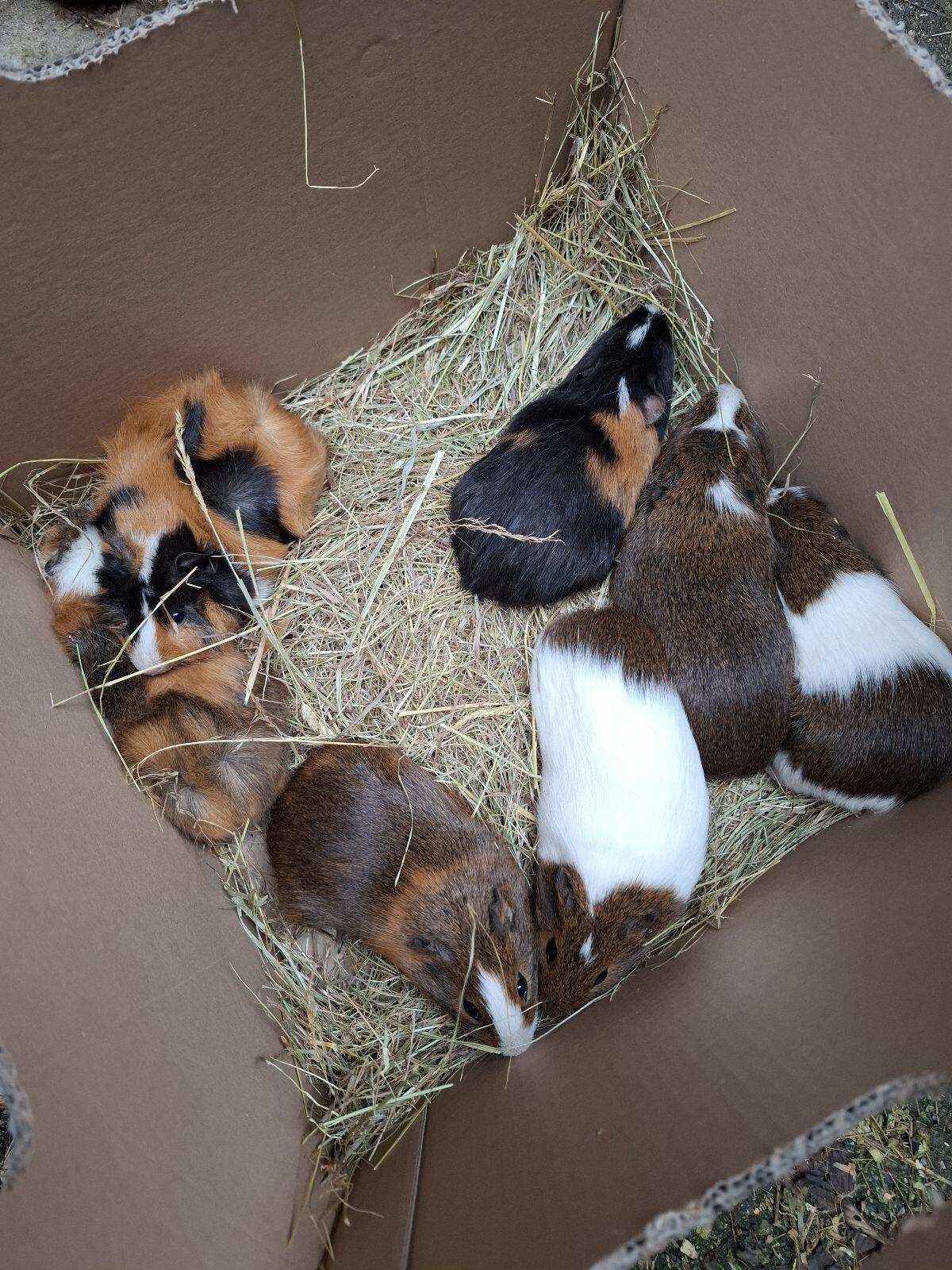 Meerschweinchen 1