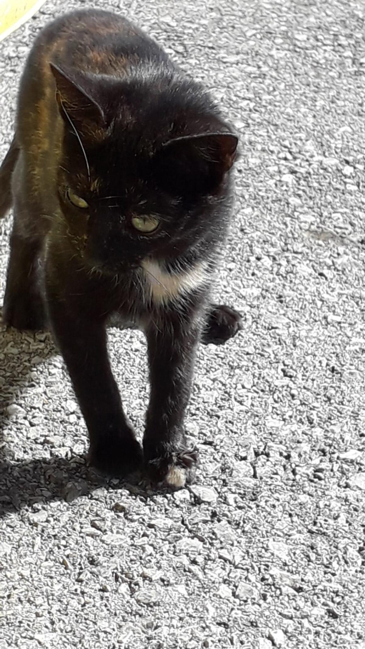 Katzen 3