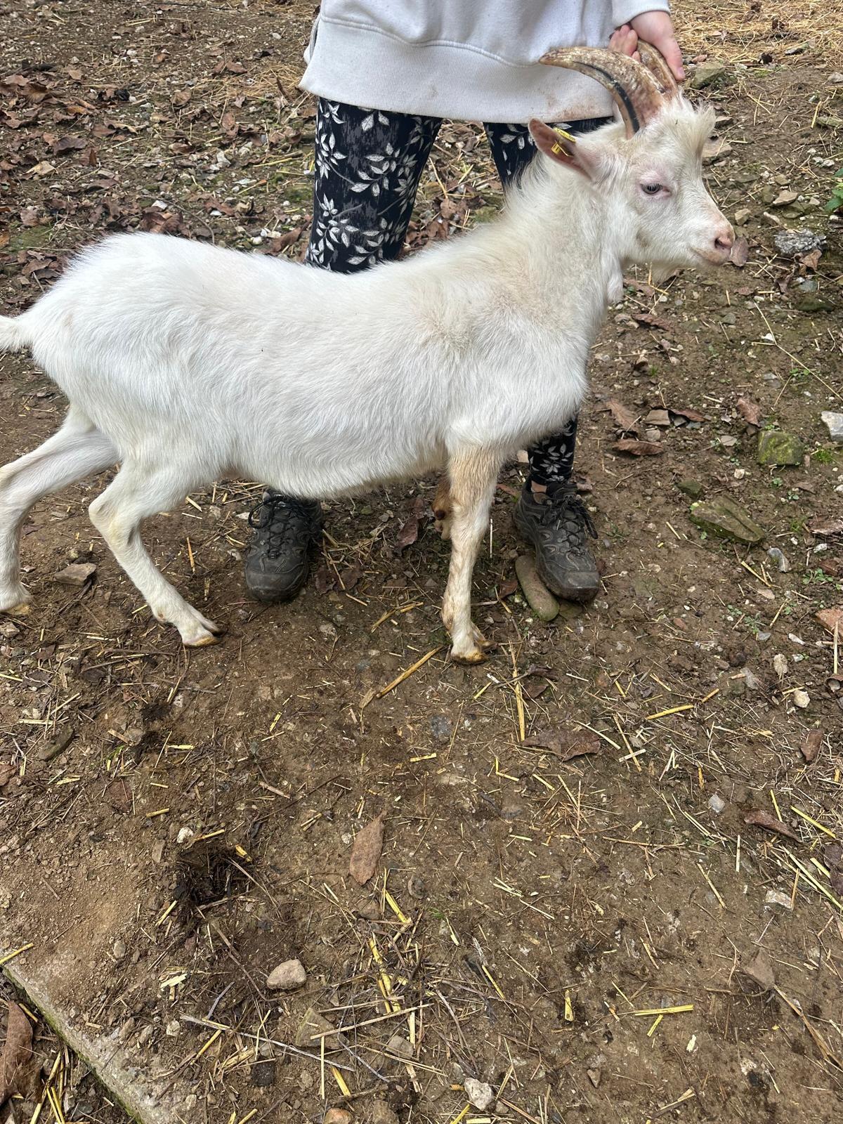 Weißer Ziegenbock 2