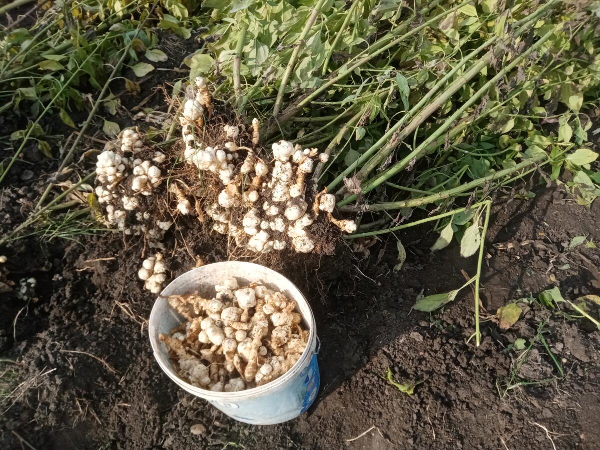Topinambur aus Ungarn 1