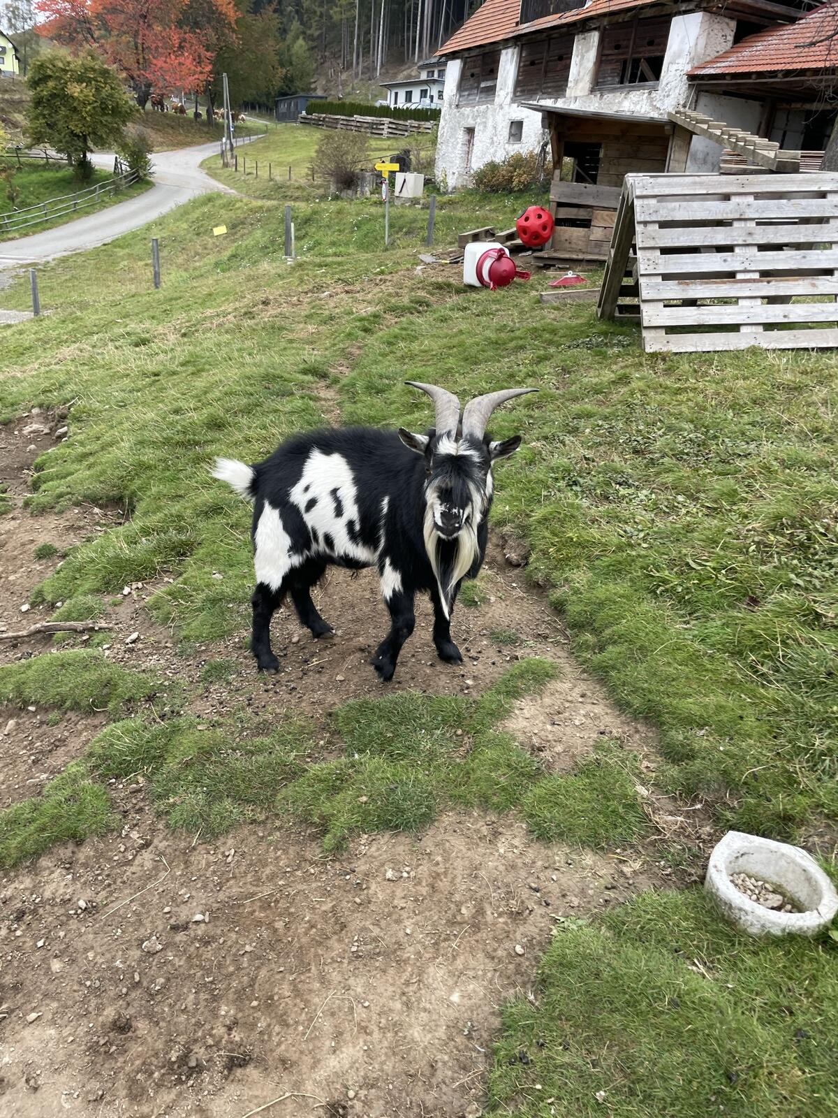 Mini Zwergziegenbock 1