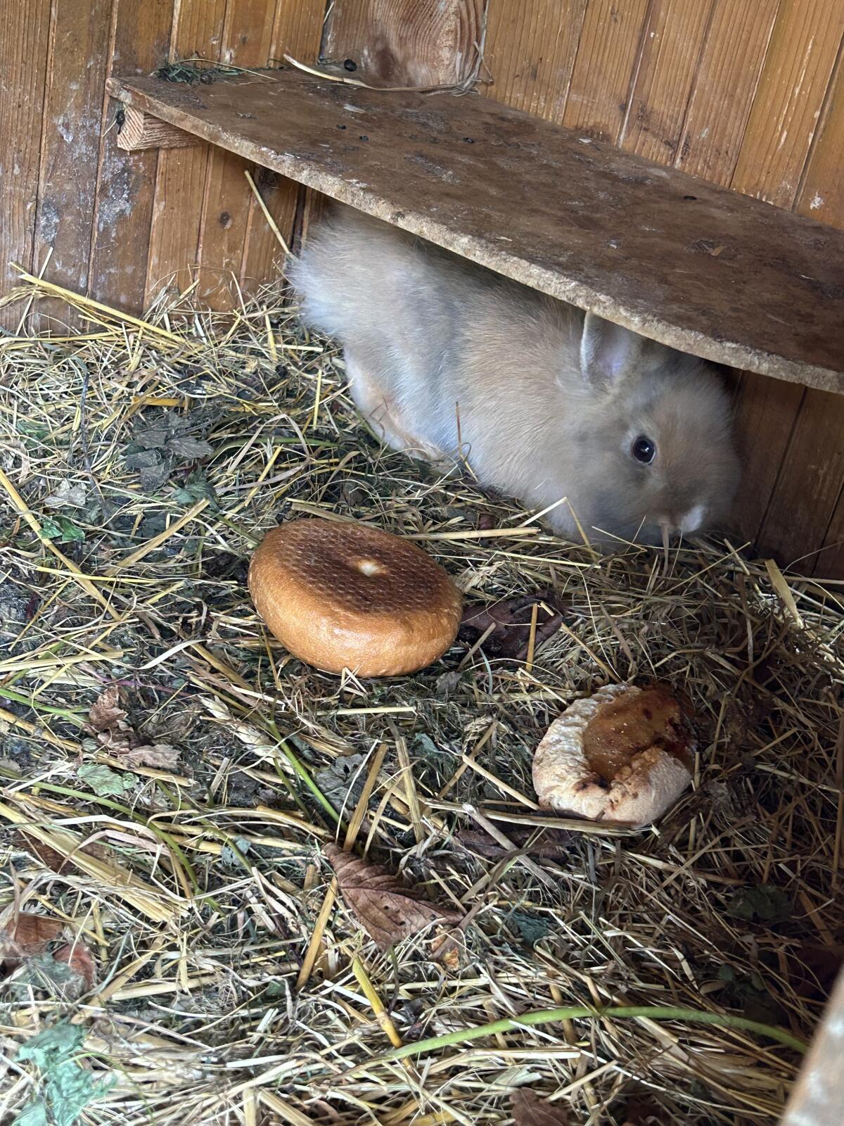 Kaninchen zu verkaufen 3