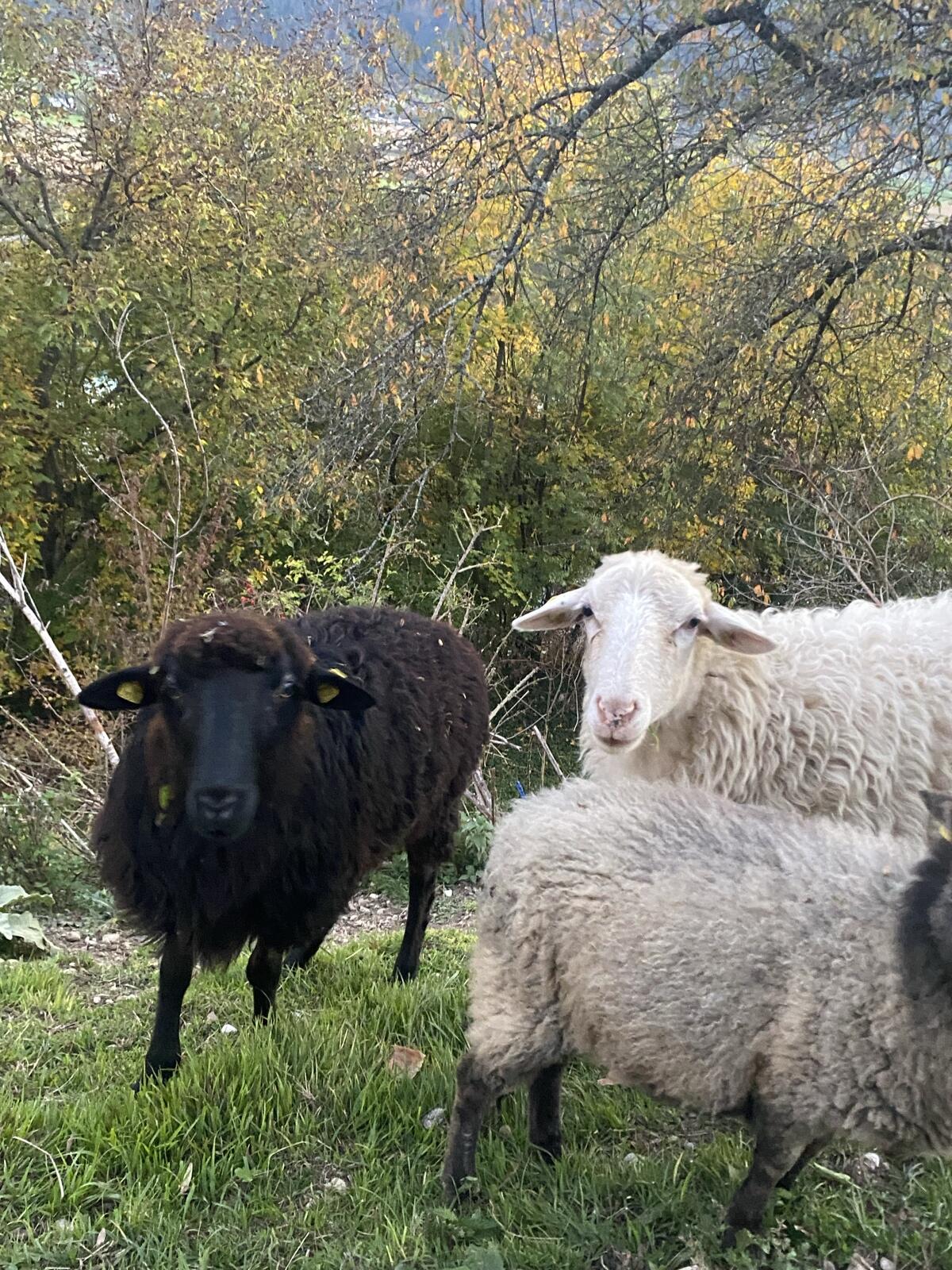 Krainer Steinschafe 2