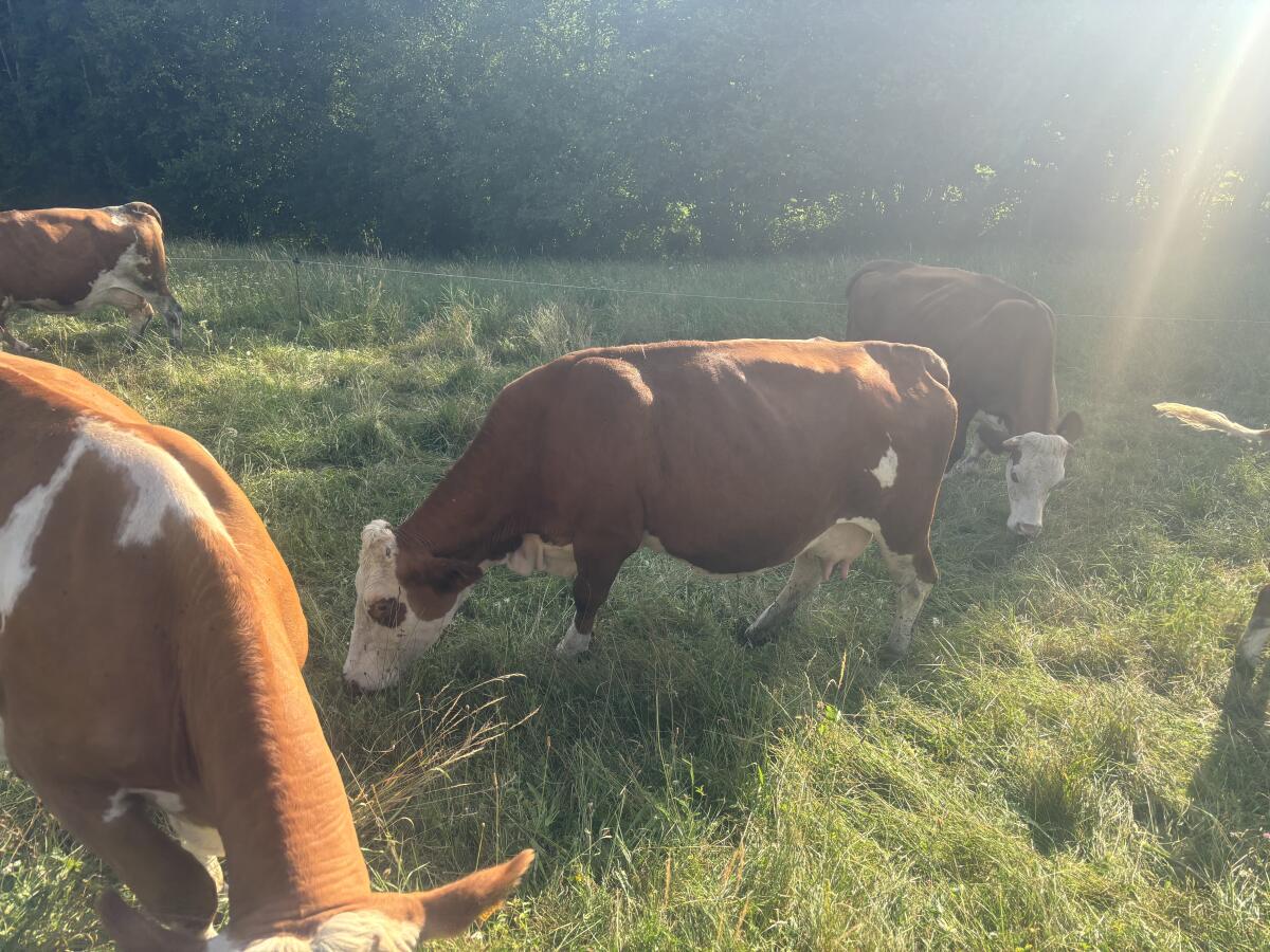 Bio Mutterkuh mit Kalb 3