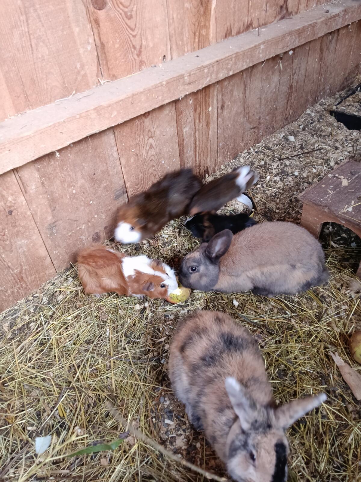Meerschweinchen 2