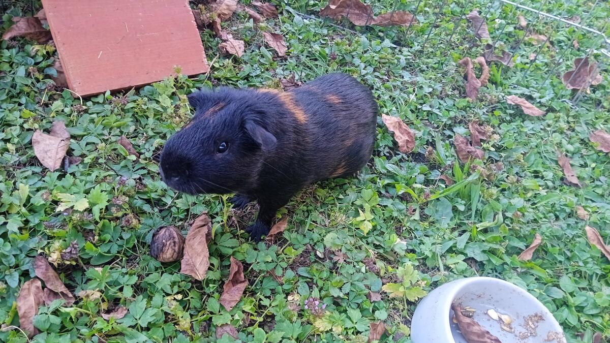 Meerschweinchen Männchen 3