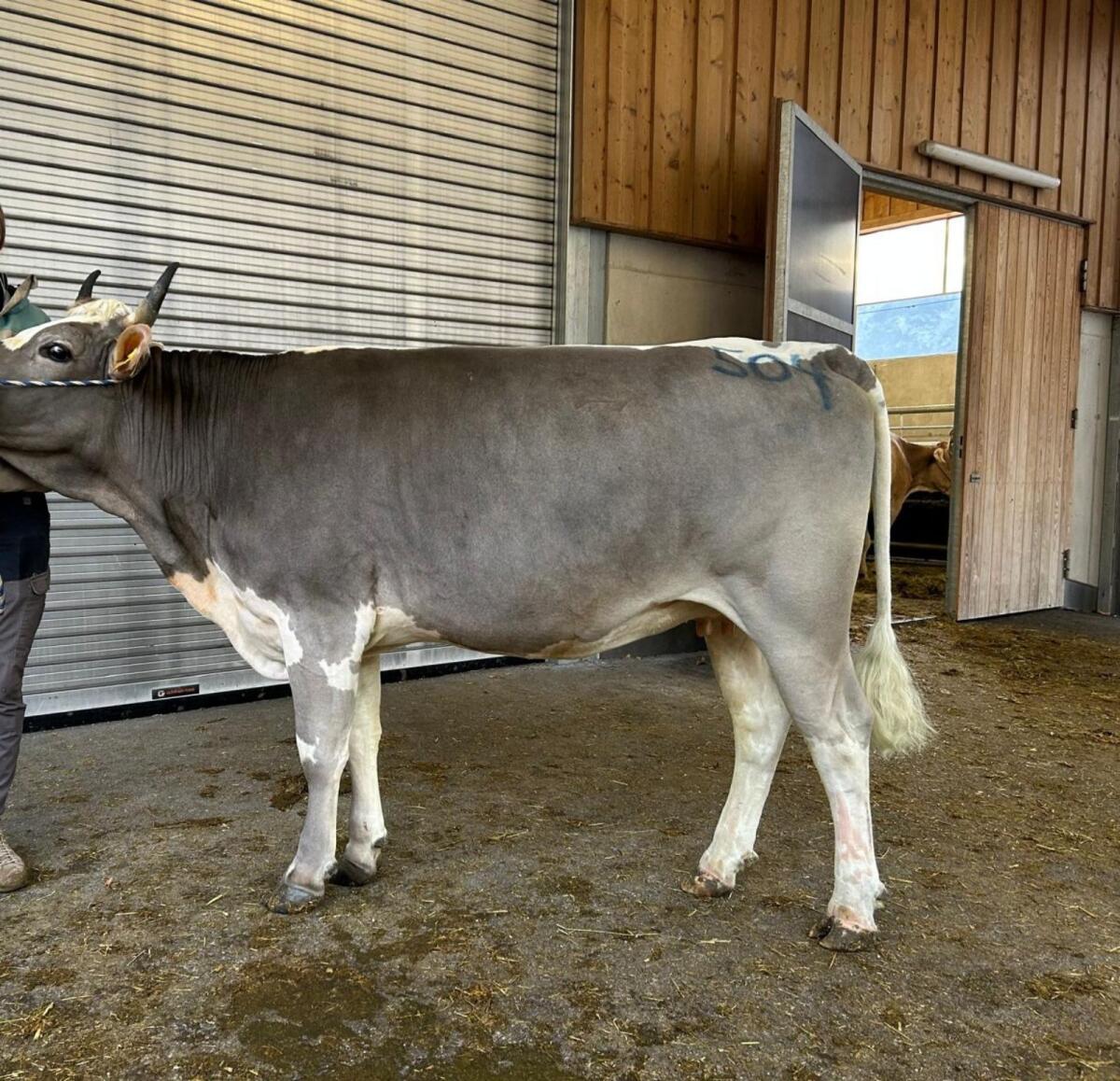 Braunvieh 1
