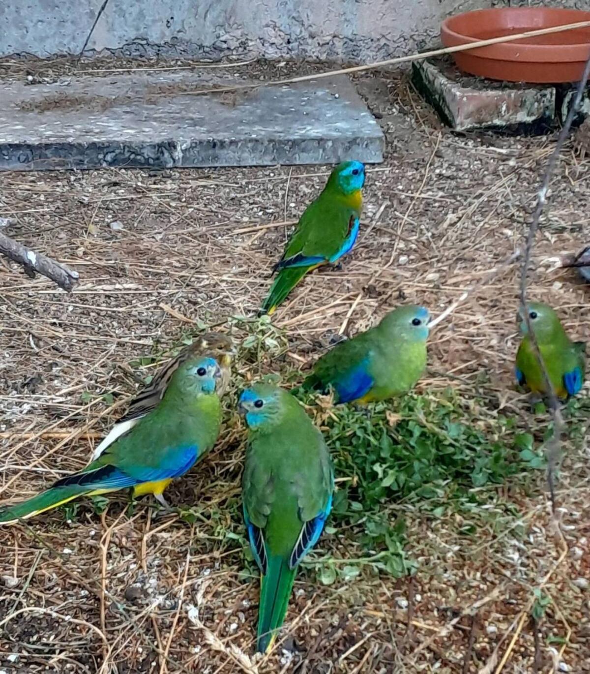 Rosella- und Schönsittiche 2