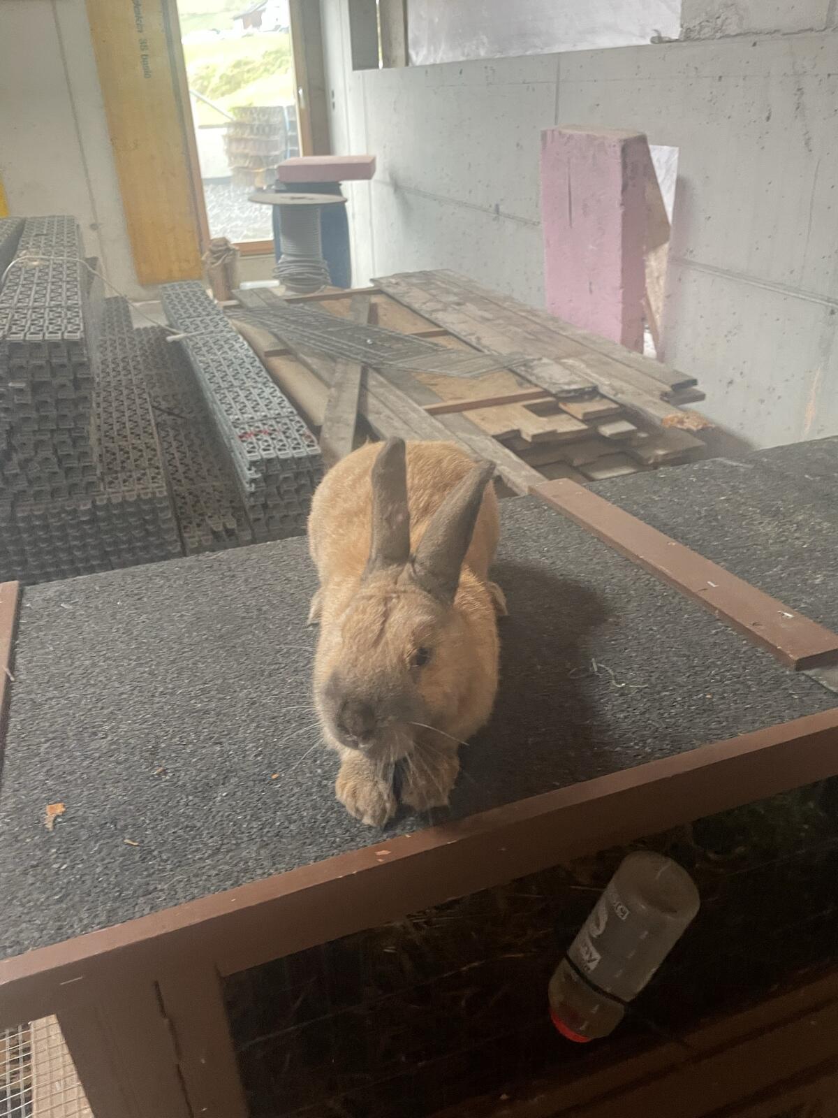 Zwergmännchen zu vergeben 1