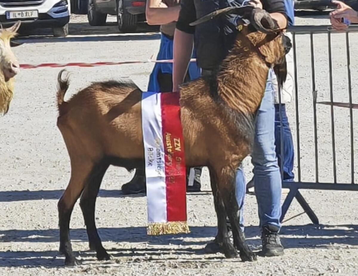 GGZ Bock 2
