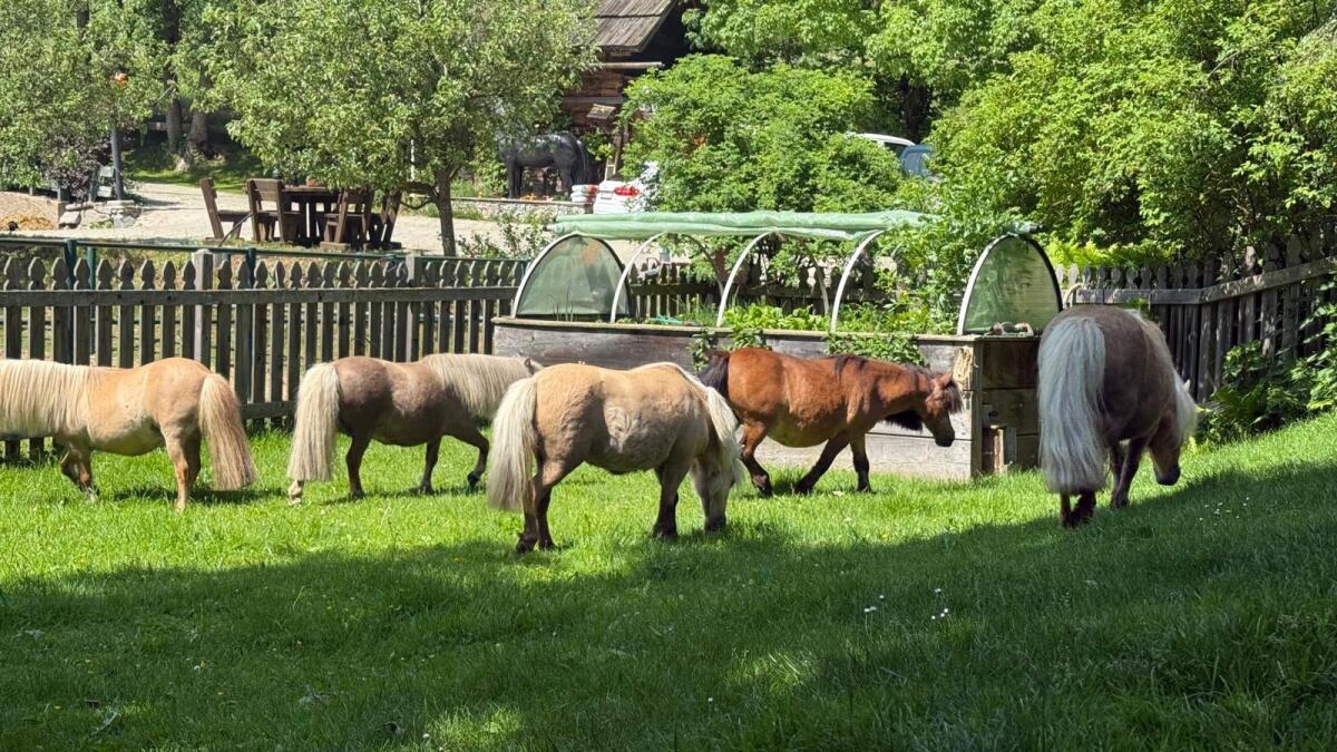 2 Minipony Stuten 3