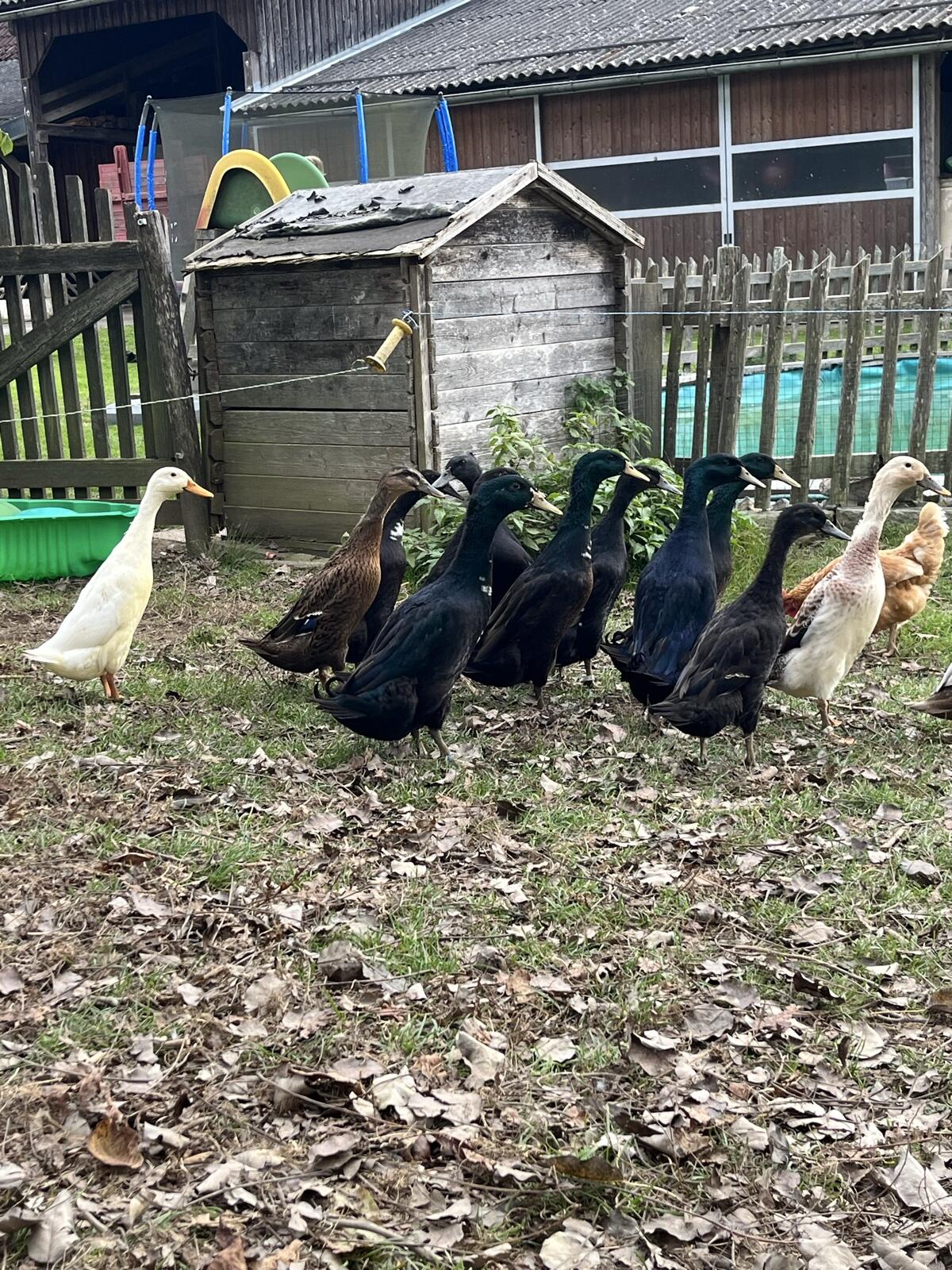 Junge Laufenten, Schneckenfresser, Enten 3