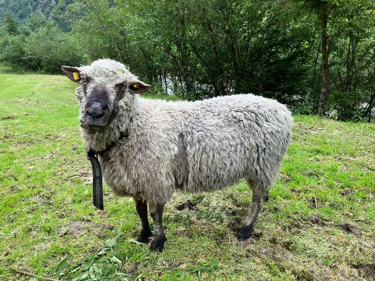 Shropshire HB-Widder zu verkaufen 2