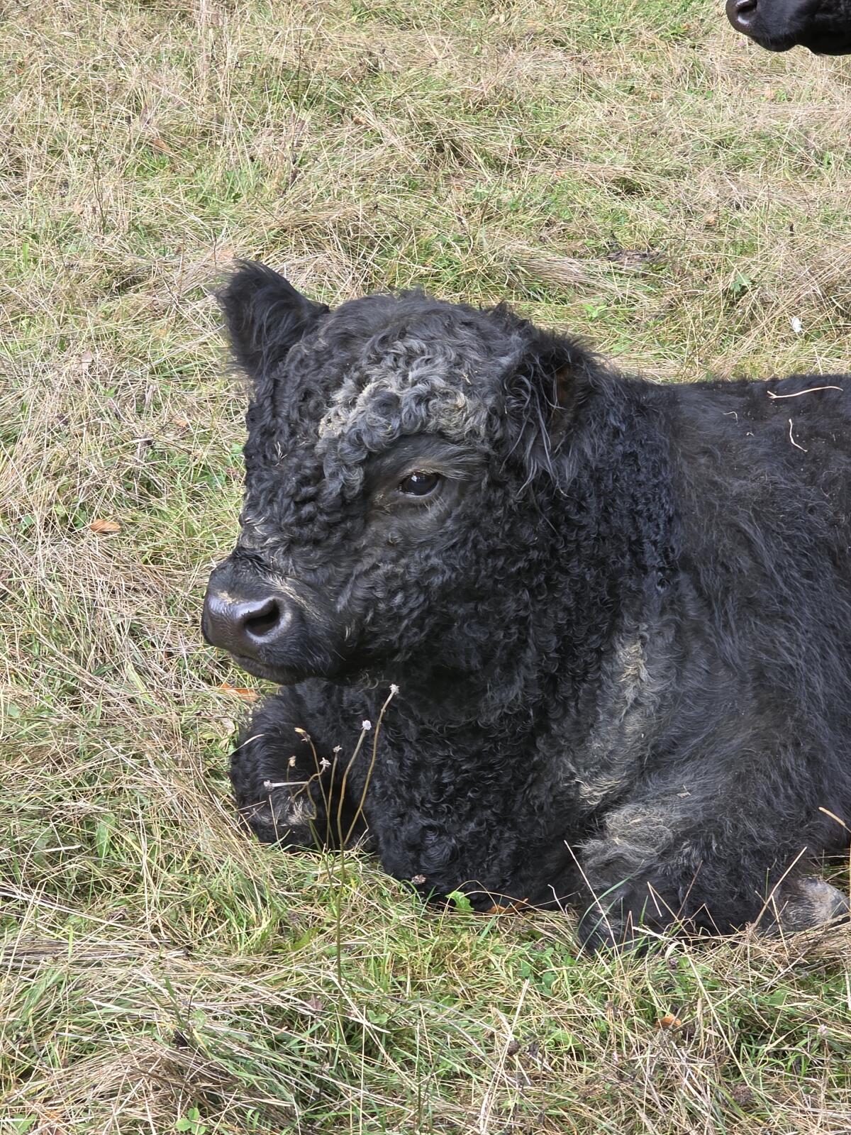Galloway Stier 4/2024 3