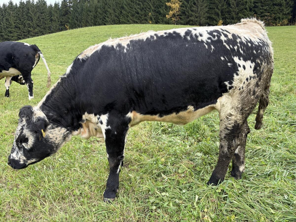 Pustertaler Sprinzen Kalbinnen 2