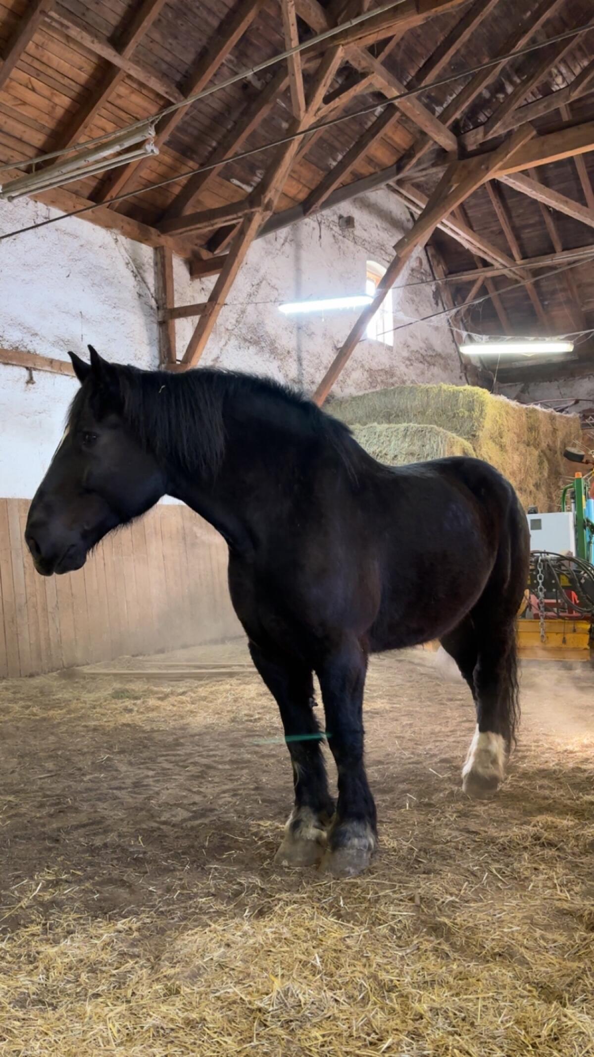 Percheron & Pony Wallach 2