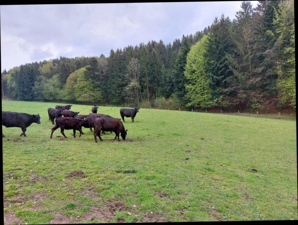 Suche Bio Angus Rinder 3