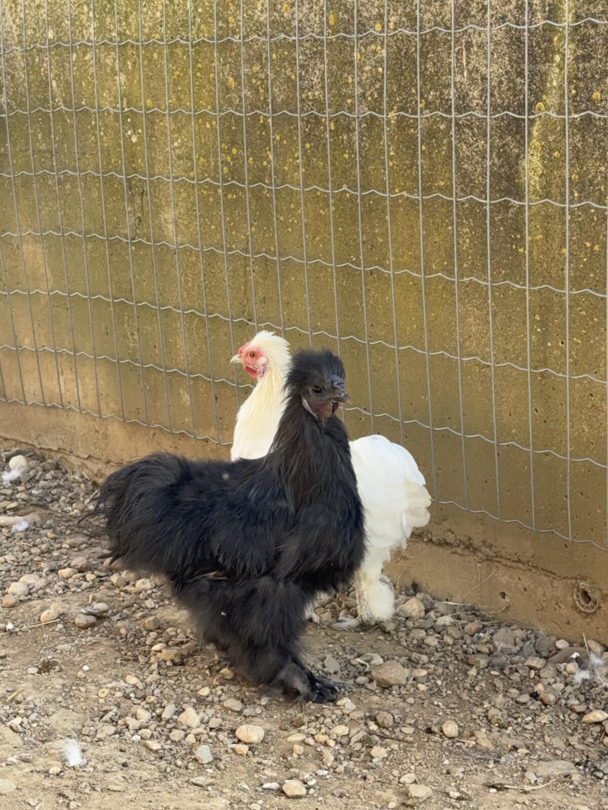 Seidenhuhn Hahn 1