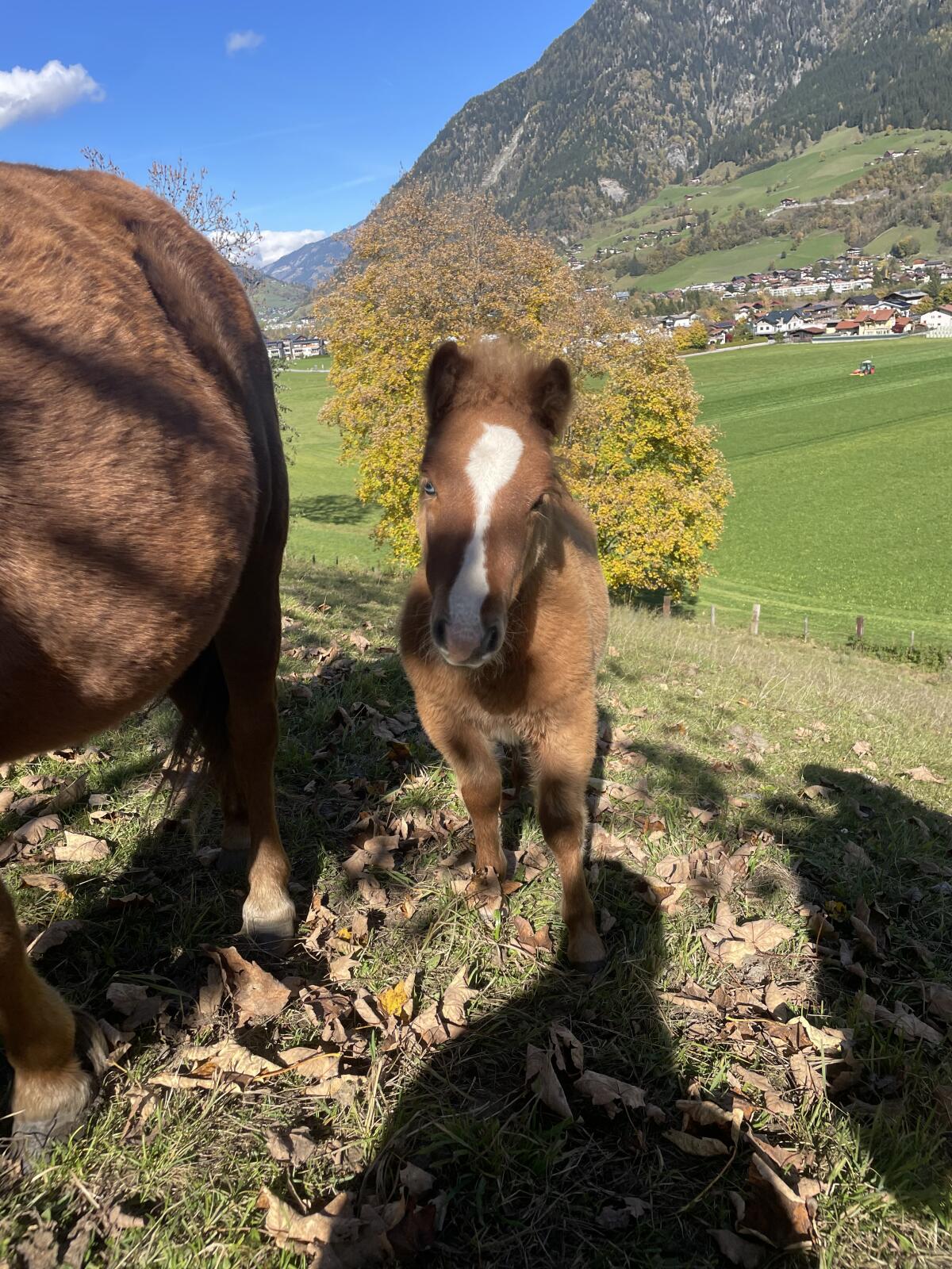 Pony Stute mit Hengstfohlen 2