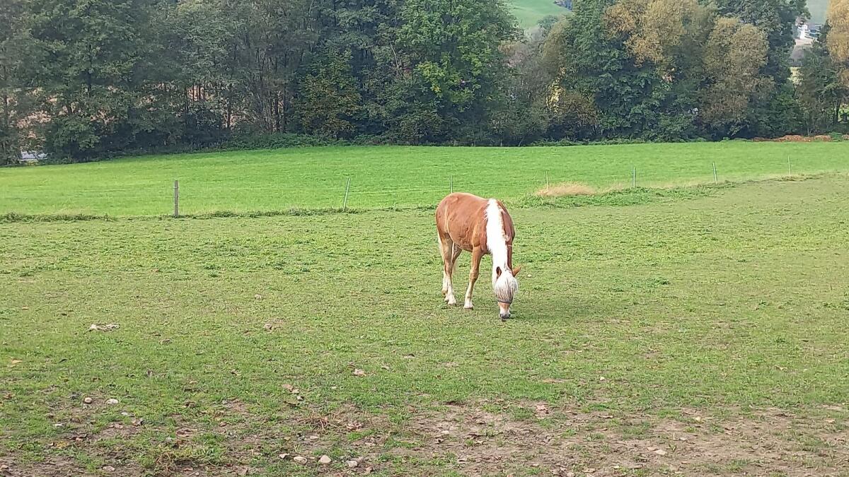 Haflingerhengst 3