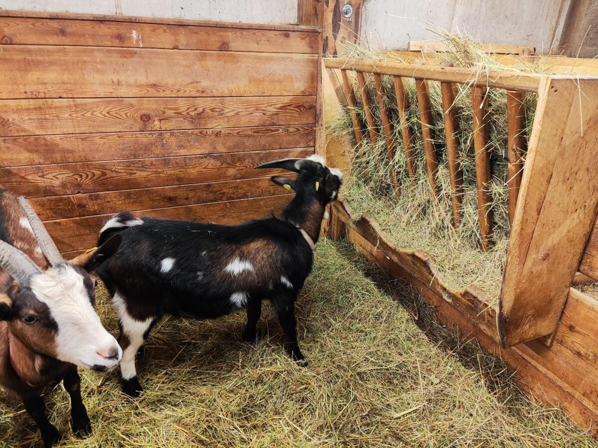 Ziegenbock 2