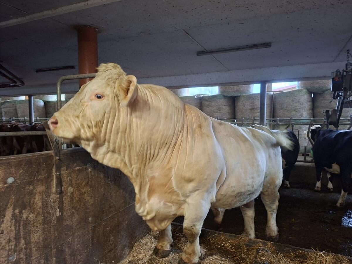 Charolais Stier 3
