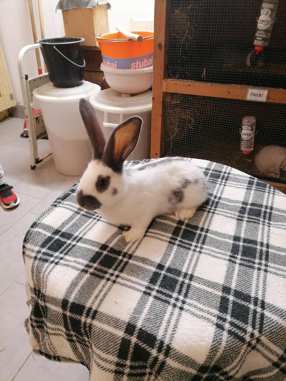 Junge Riesenschecken Kaninchen 1
