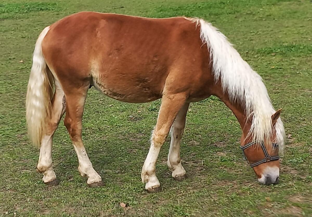 Haflingerhengst 2