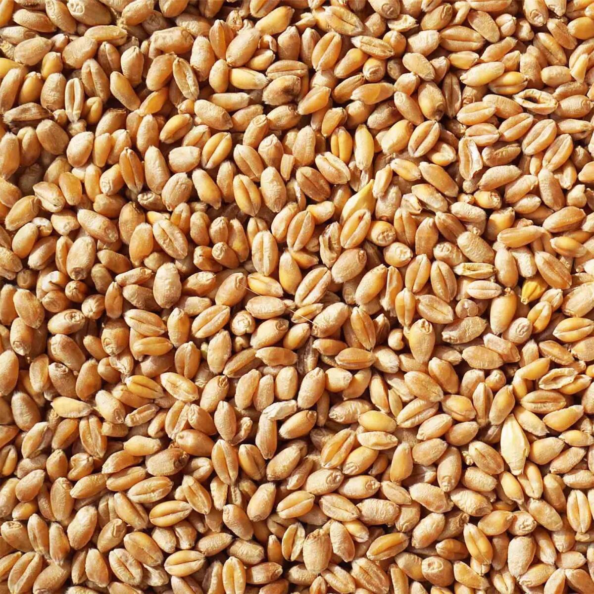 Verkaufe Bio-Weizen 1