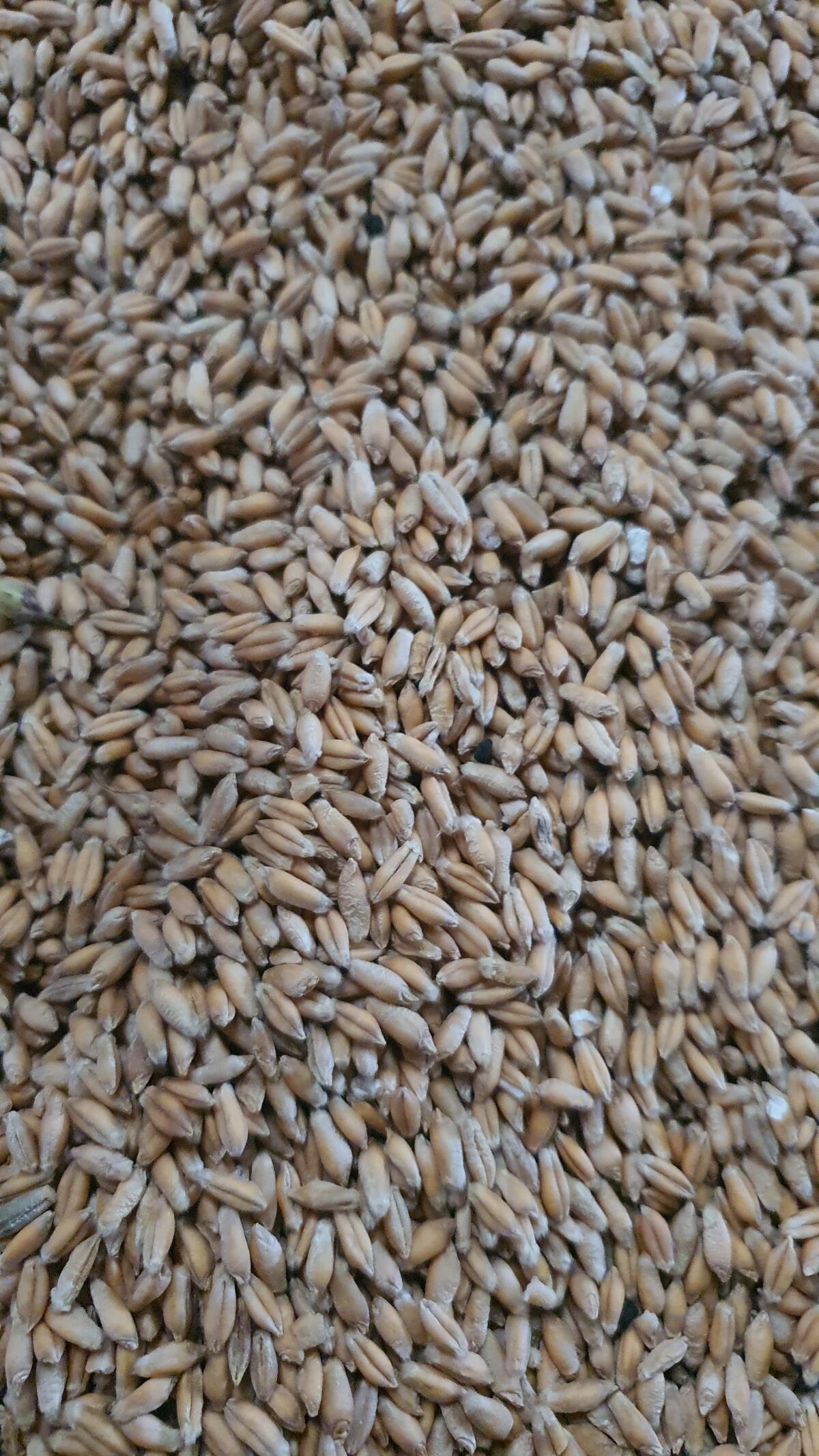 BIO Triticale 1