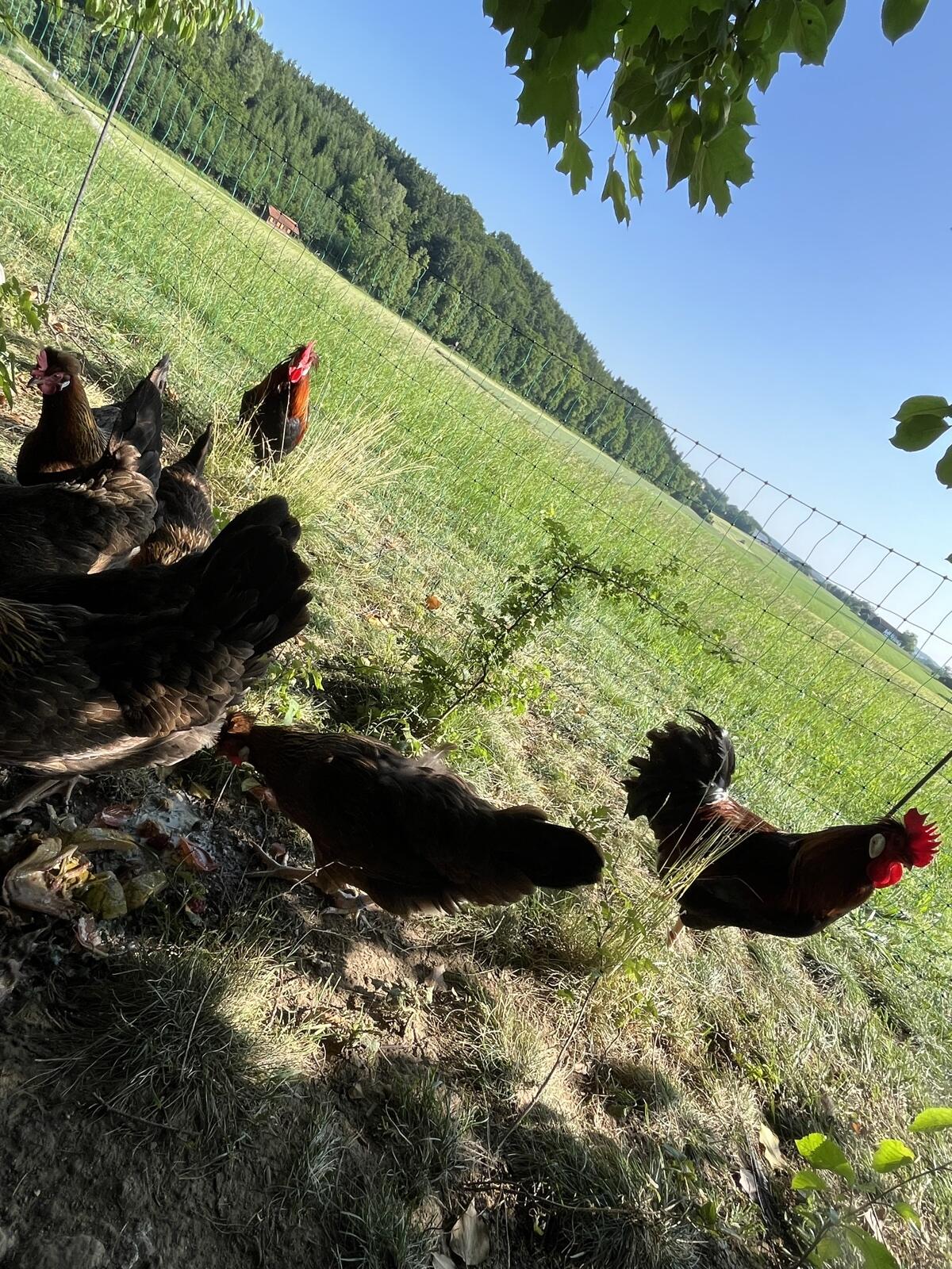 Altsteirer Bruteier 3