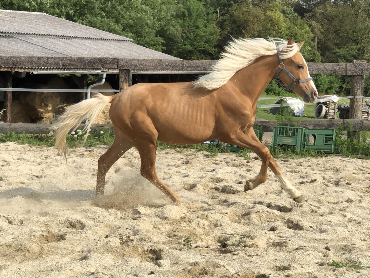 Bildschönes Reitpony 1