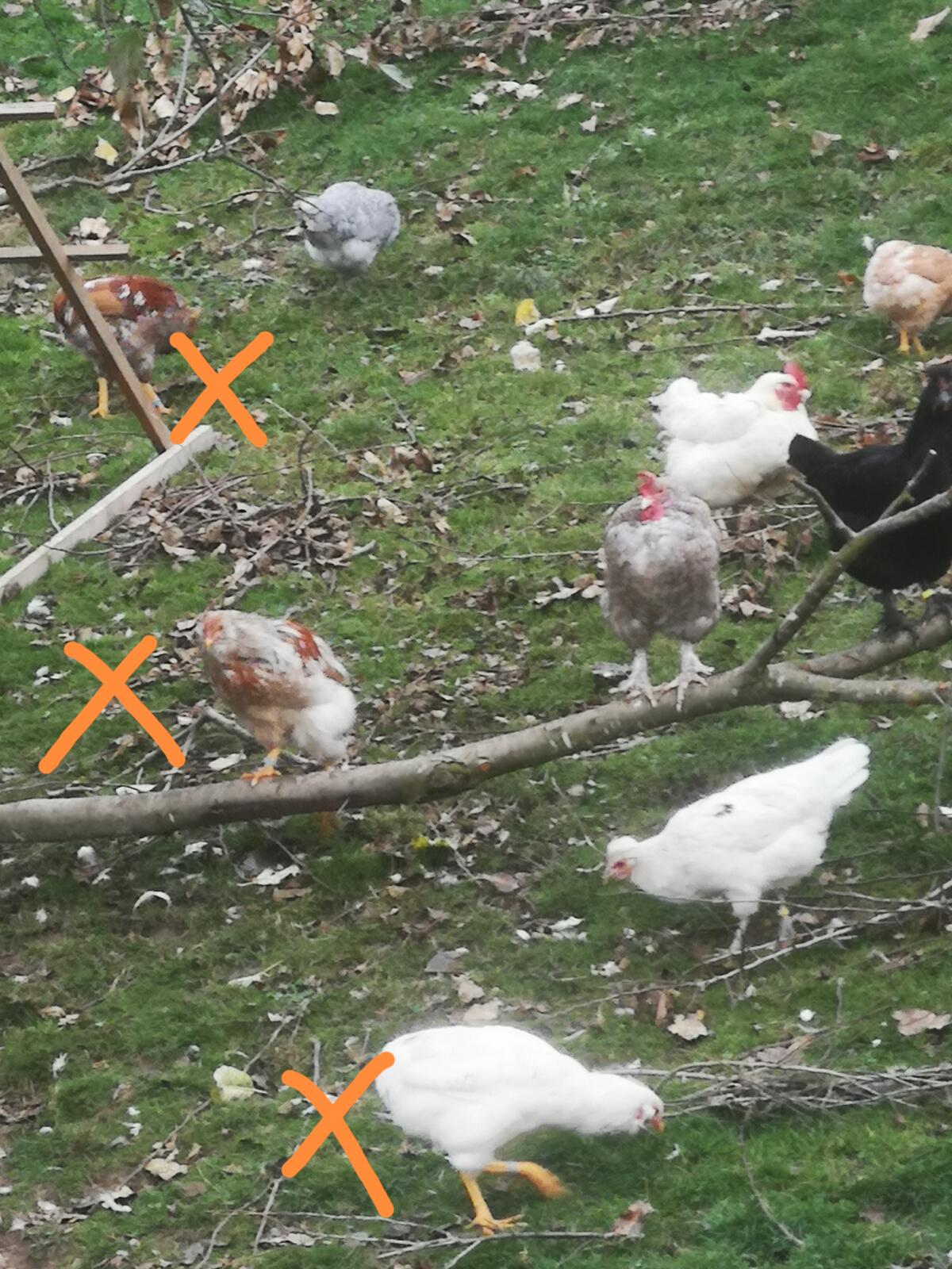 Araucana Junghähne 3