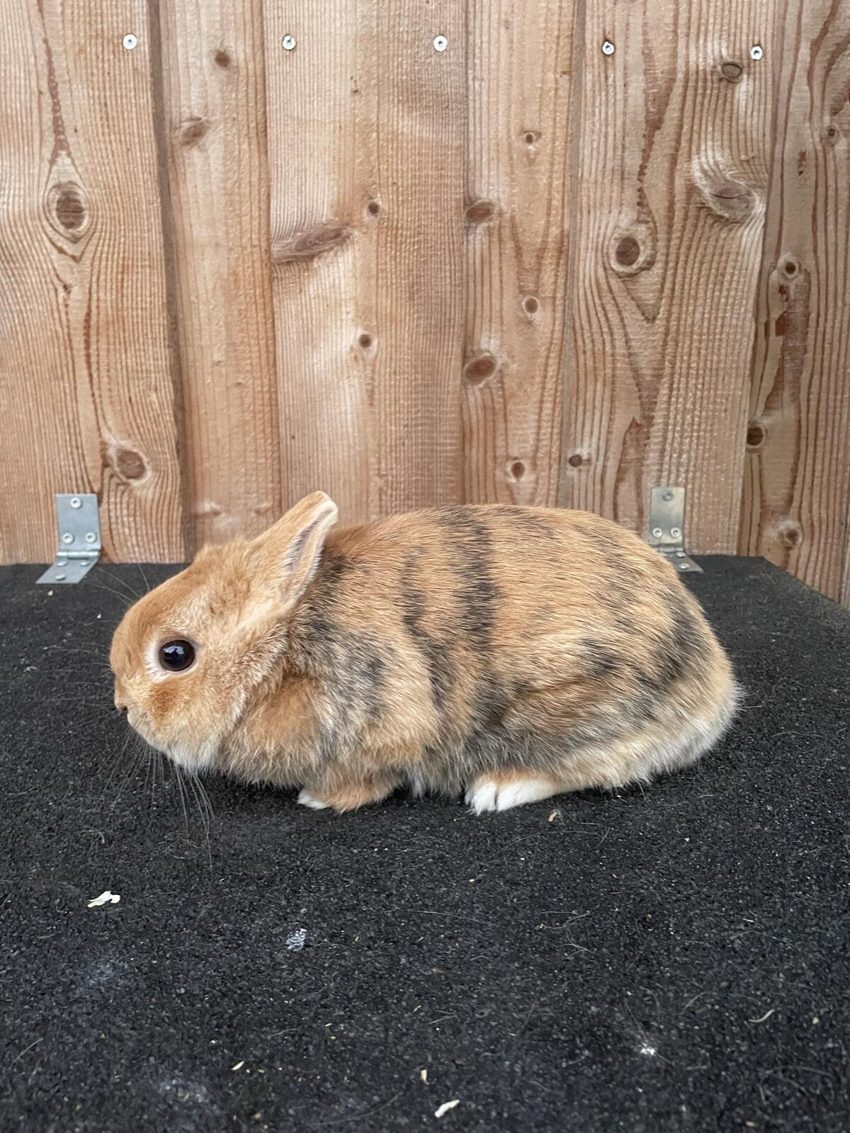 Zwergkaninchen 2
